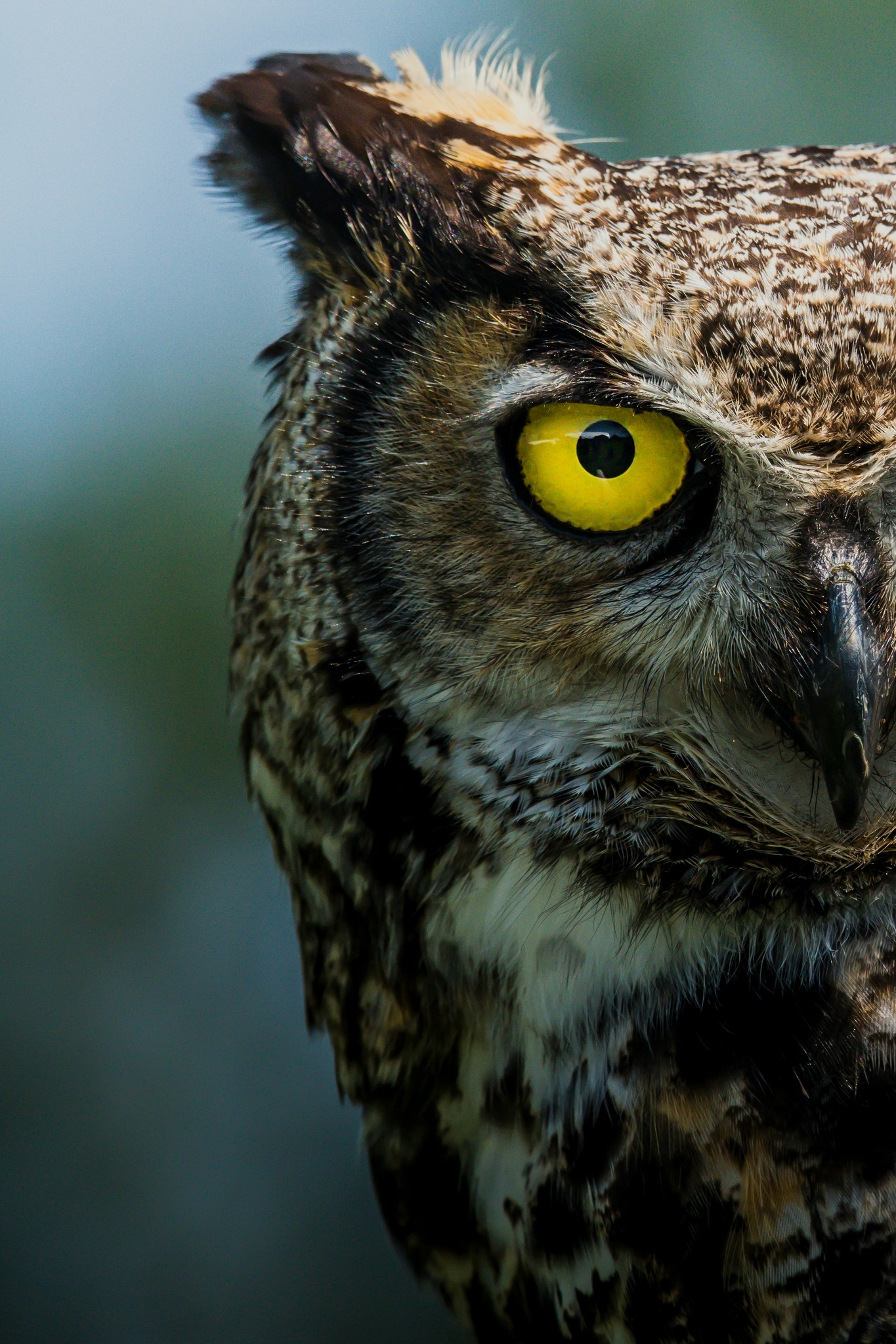 Close-up of an owl's eye