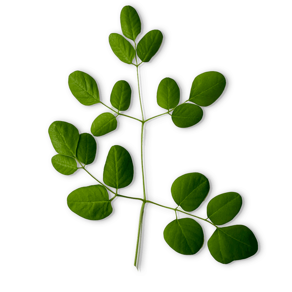 Moringa Leaf, freshly picked