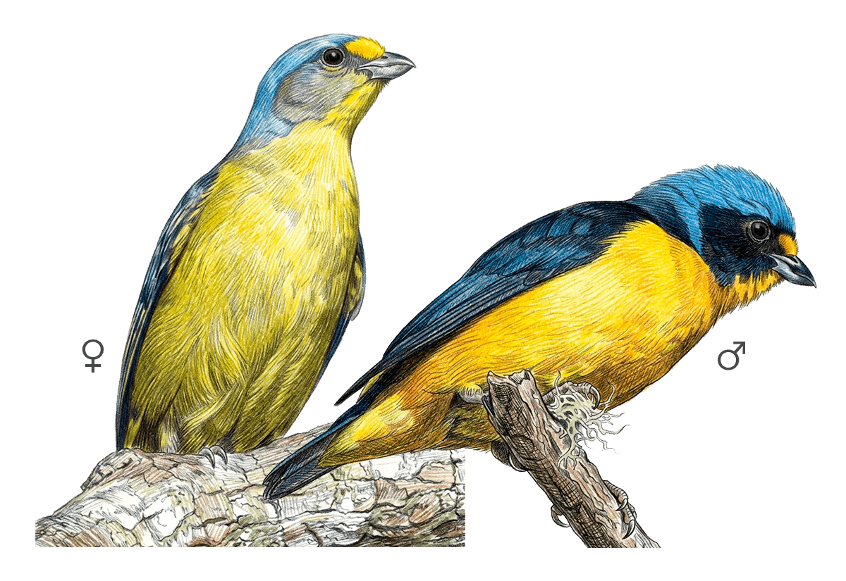Puerto Rican Euphonia illustration
