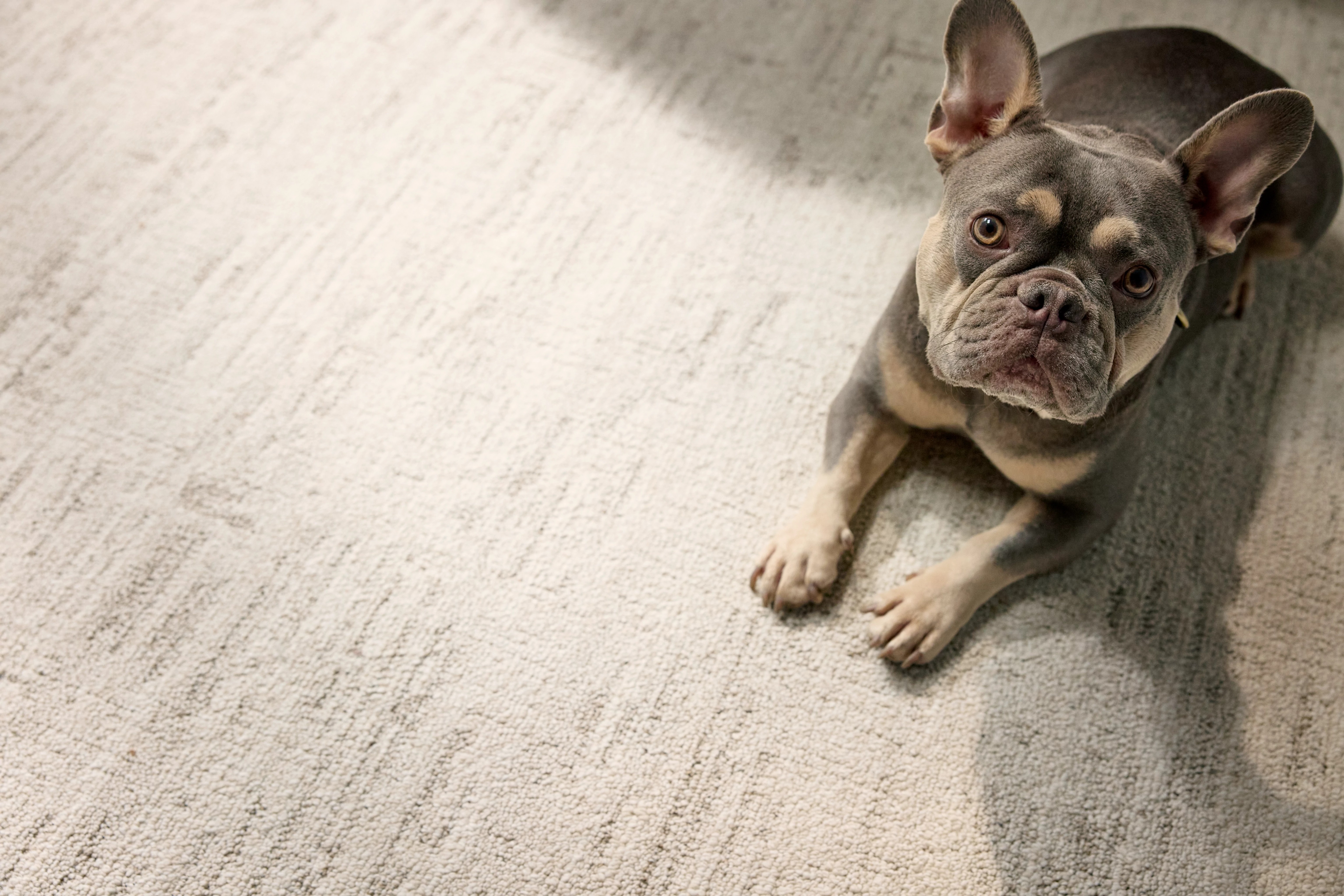 Carpet Installation Image
