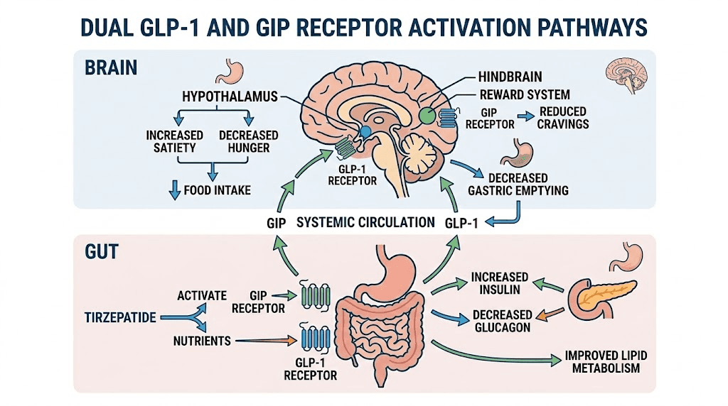 How tirzepatide dual GLP-1 GIP mechanism works for weight loss
