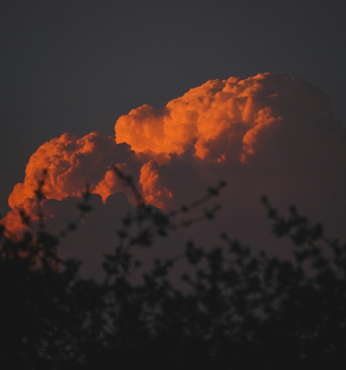 Soft Pink Noise — Cumulus clouds illuminated by sunset glow