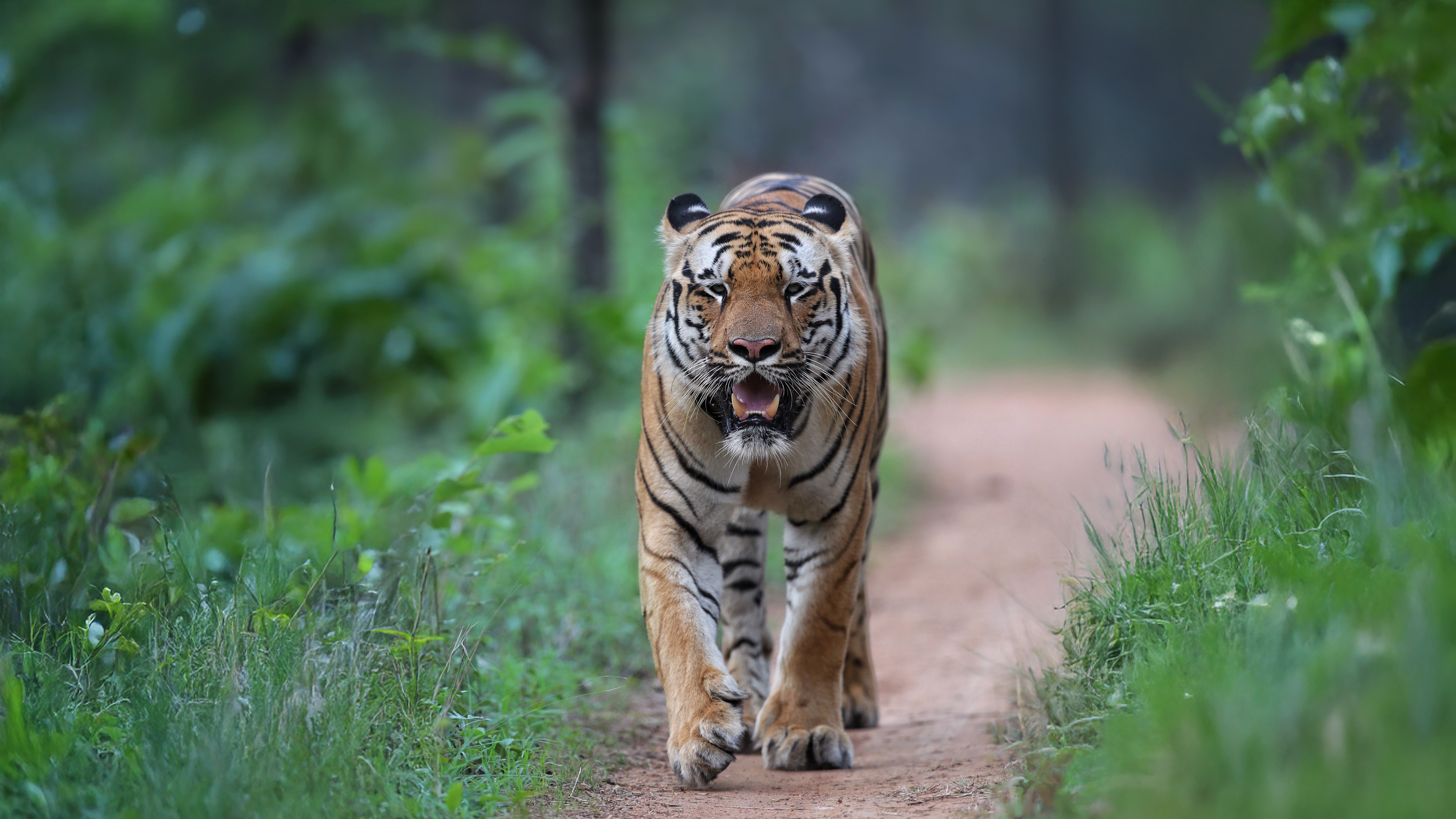 roar-explore-a-jungle-safari-retreat-in-umred-karhandla