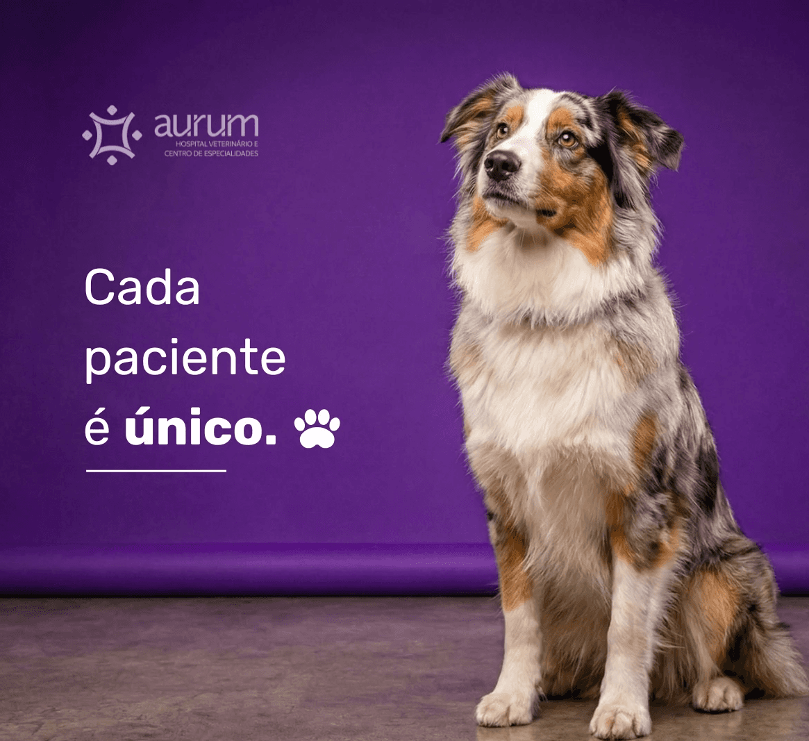white long coated small dog with red bow tie