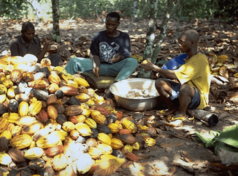 Des ouvriers agricoles pratiquant l'écabossage des cabosses de cacao