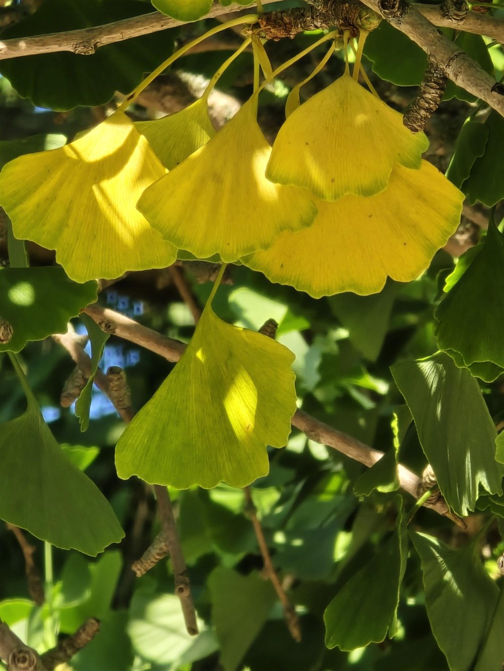Yellow and green ginkgo leaves on a branch in backlight