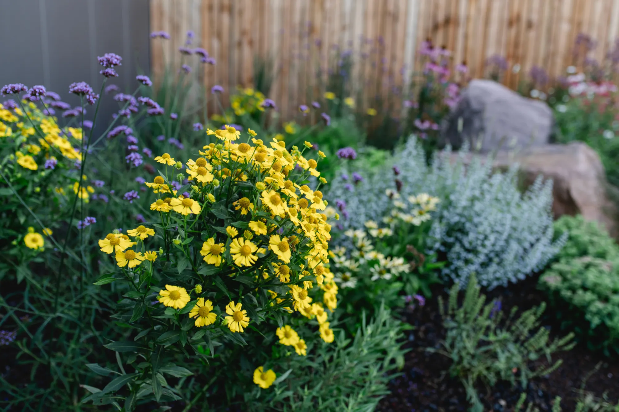 Blühendes Staudenbeet mit gelben und violetten Blumen vor einem Holzzaun