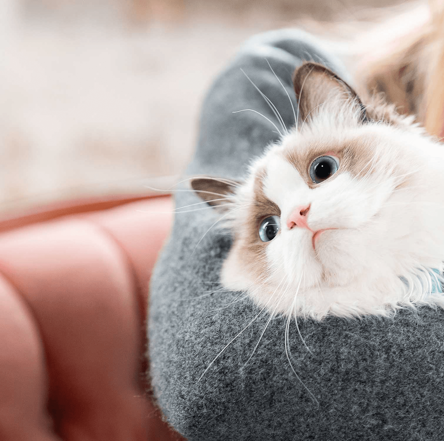 Wellness & Vaccination