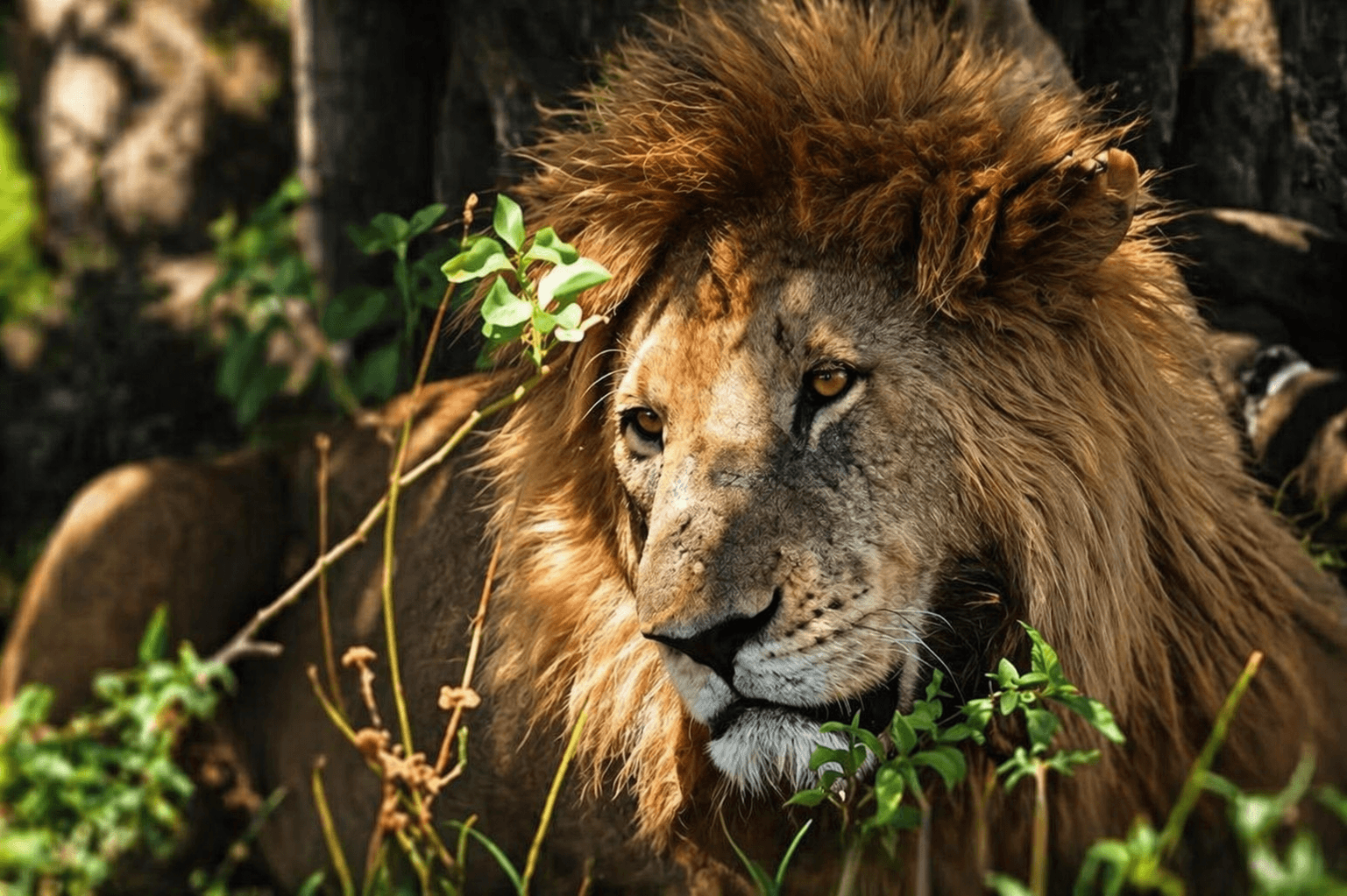 Lion's scenic photo