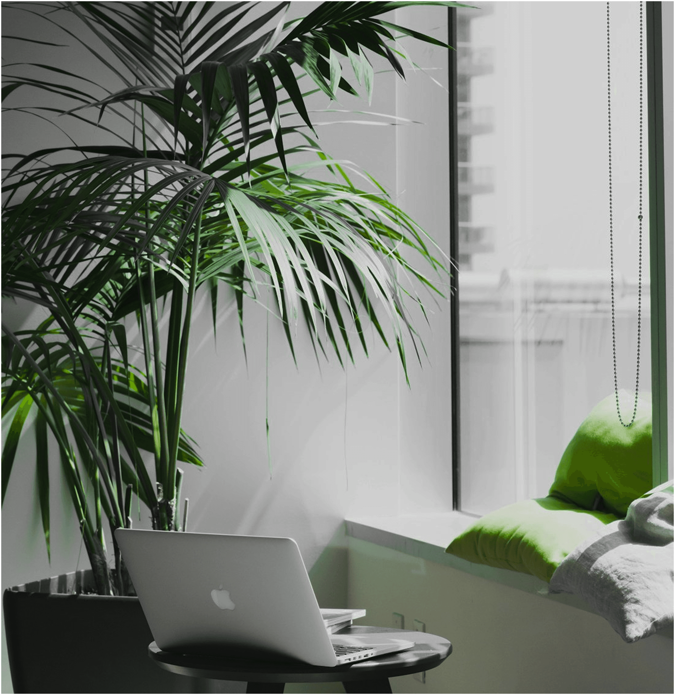 Laptop and plant near a window with cushions.