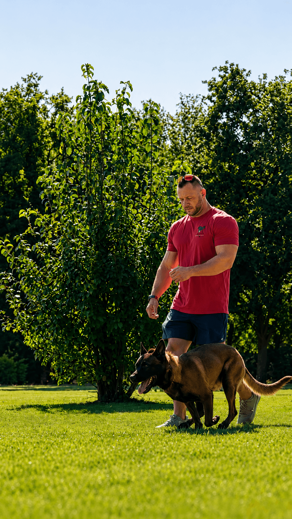Steve Scott walks a trained protection dog across a grassy outdoor area.