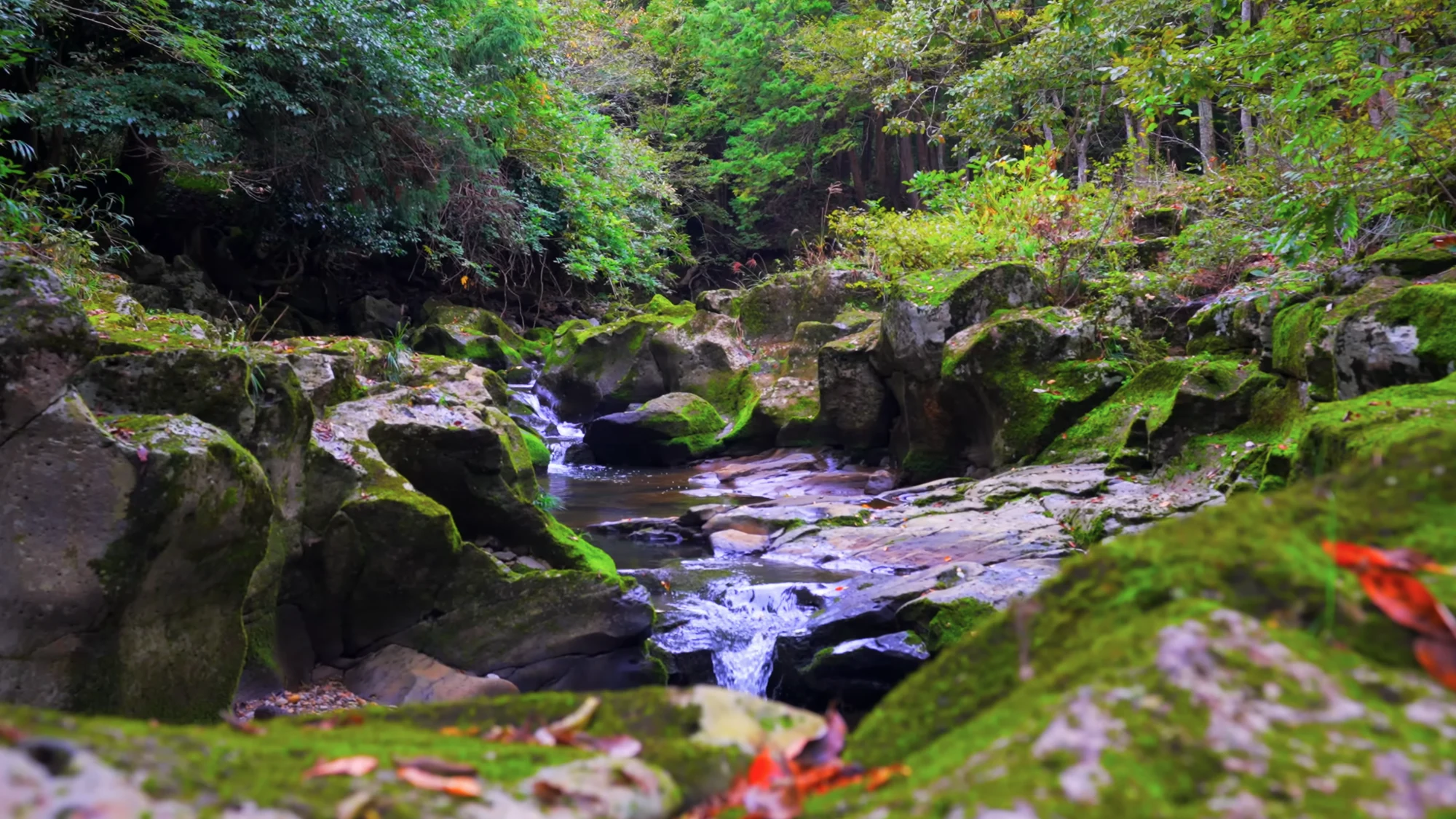 A clear stream running over mossy boulders in a wooded valley on the route to Kinosaki.