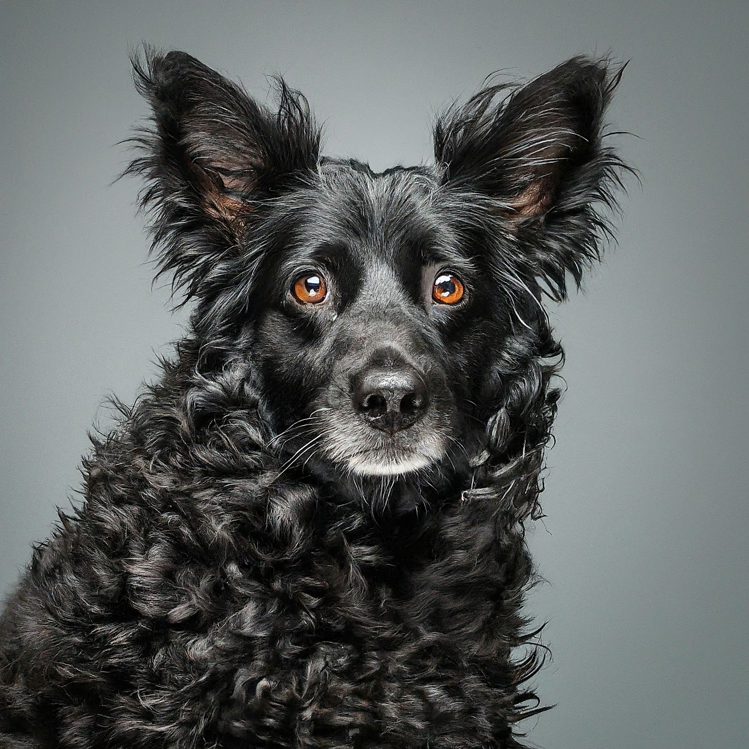 BUDDYUNO, Croatian Sheepdog