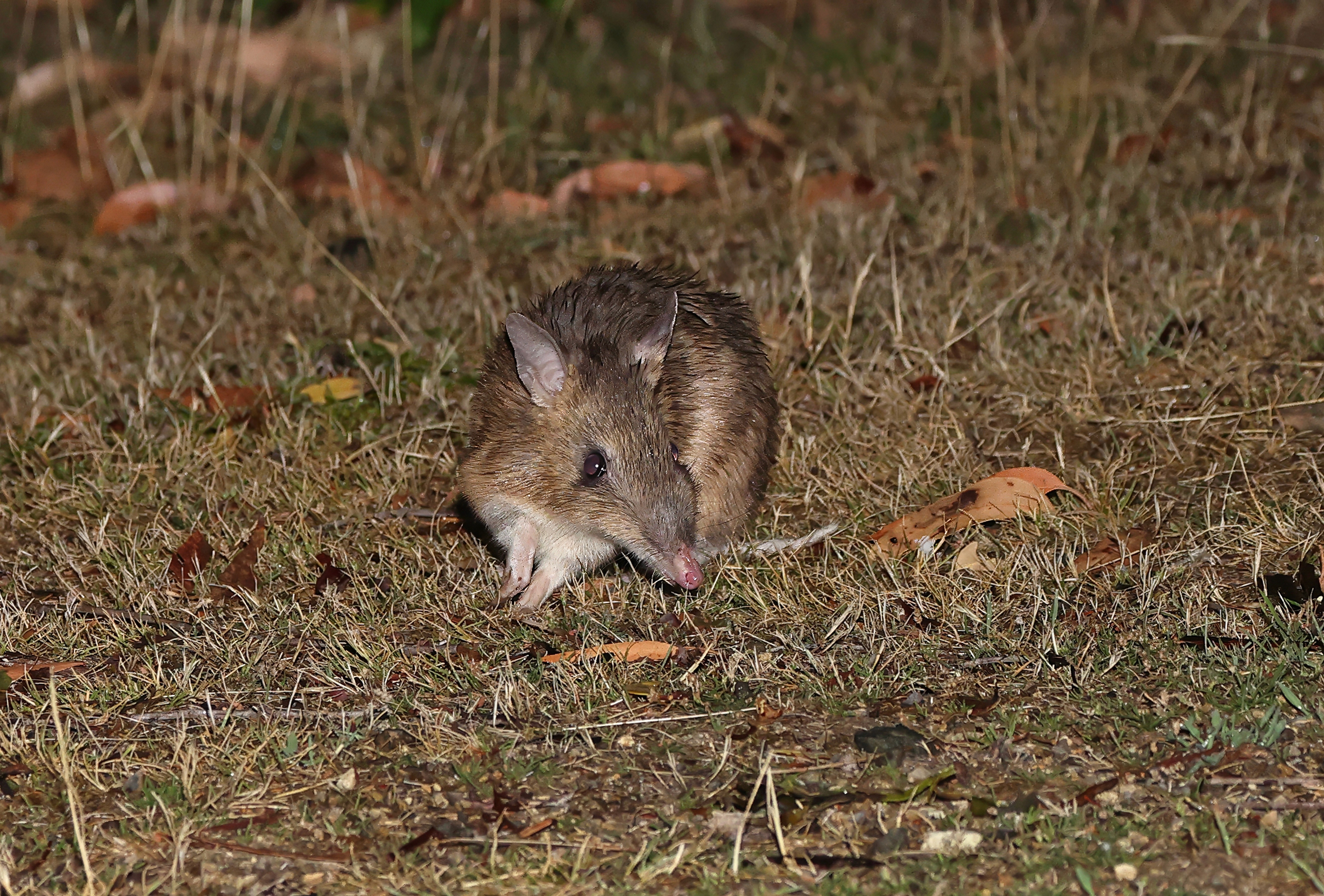 Eastern barred bandicoots, extinct in the wild for 30 years, are back in Australia