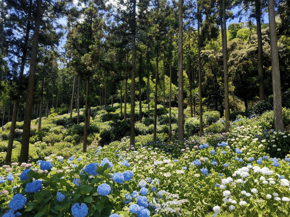 Hydrangeas at Senkoji Temple