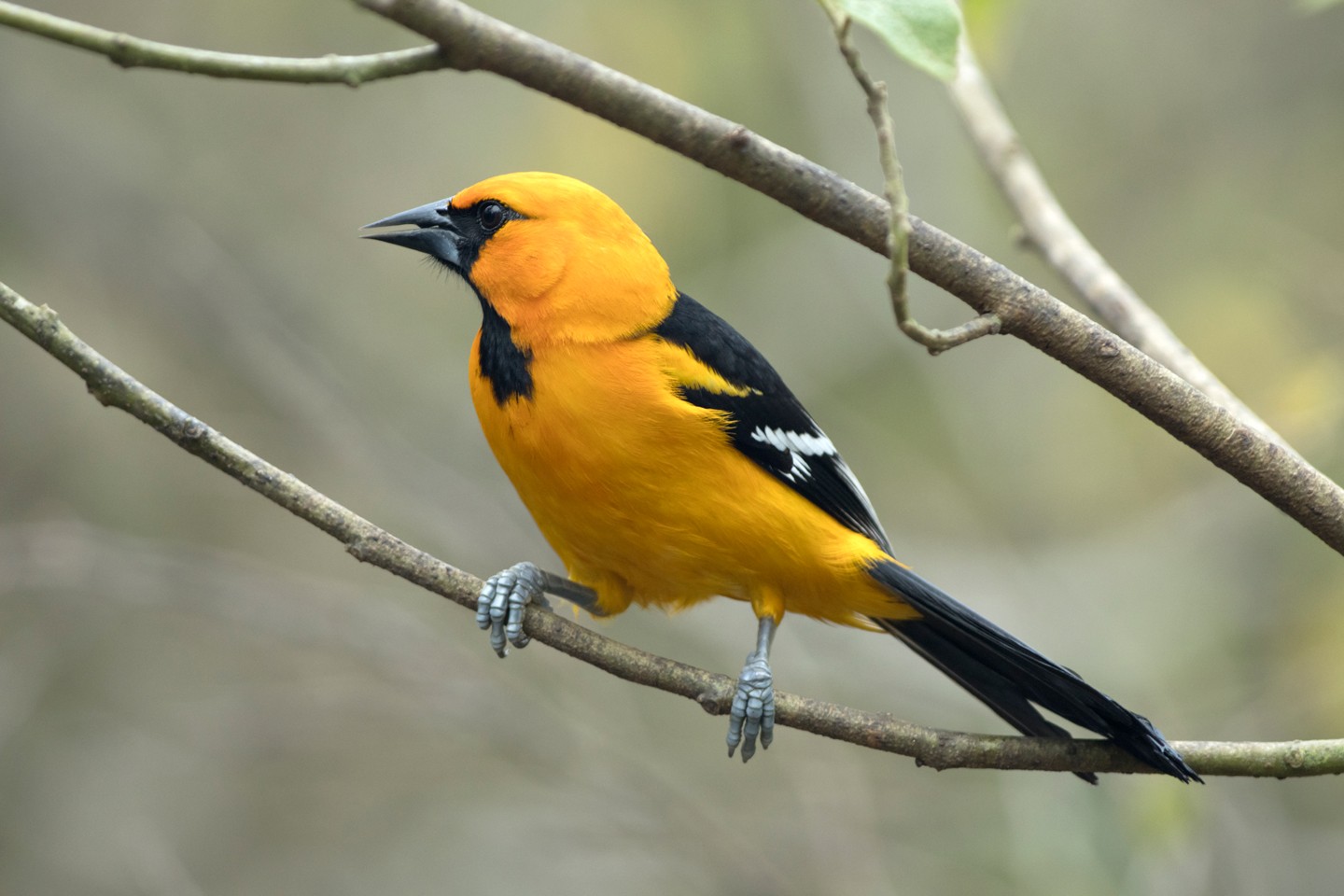 black yellow and white bird on brown wooden fence during daytime