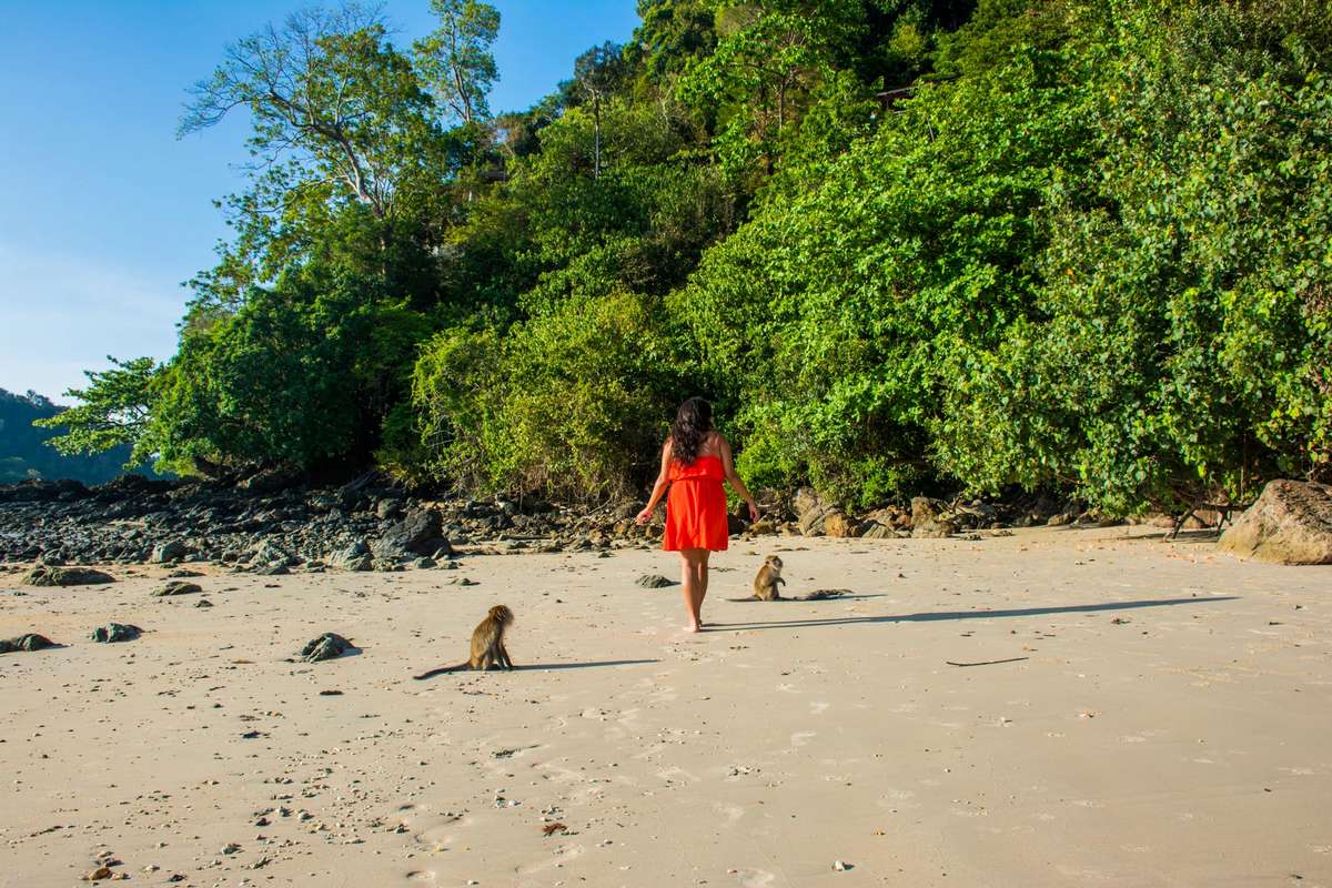A woman in a red dress walks on a sandy beach with two small dogs against a backdrop of green trees and rocks.