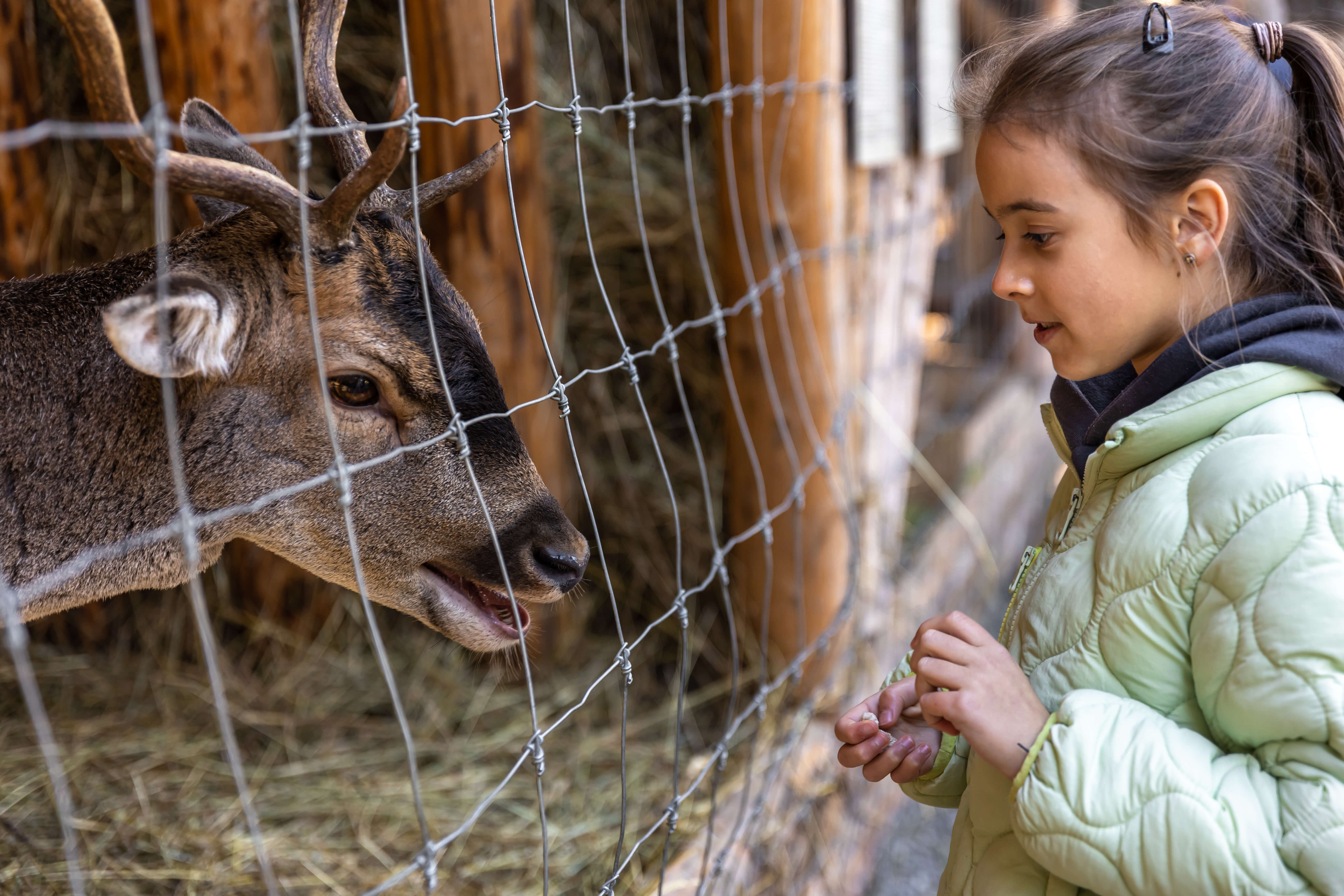 Girl Feeding Deer
