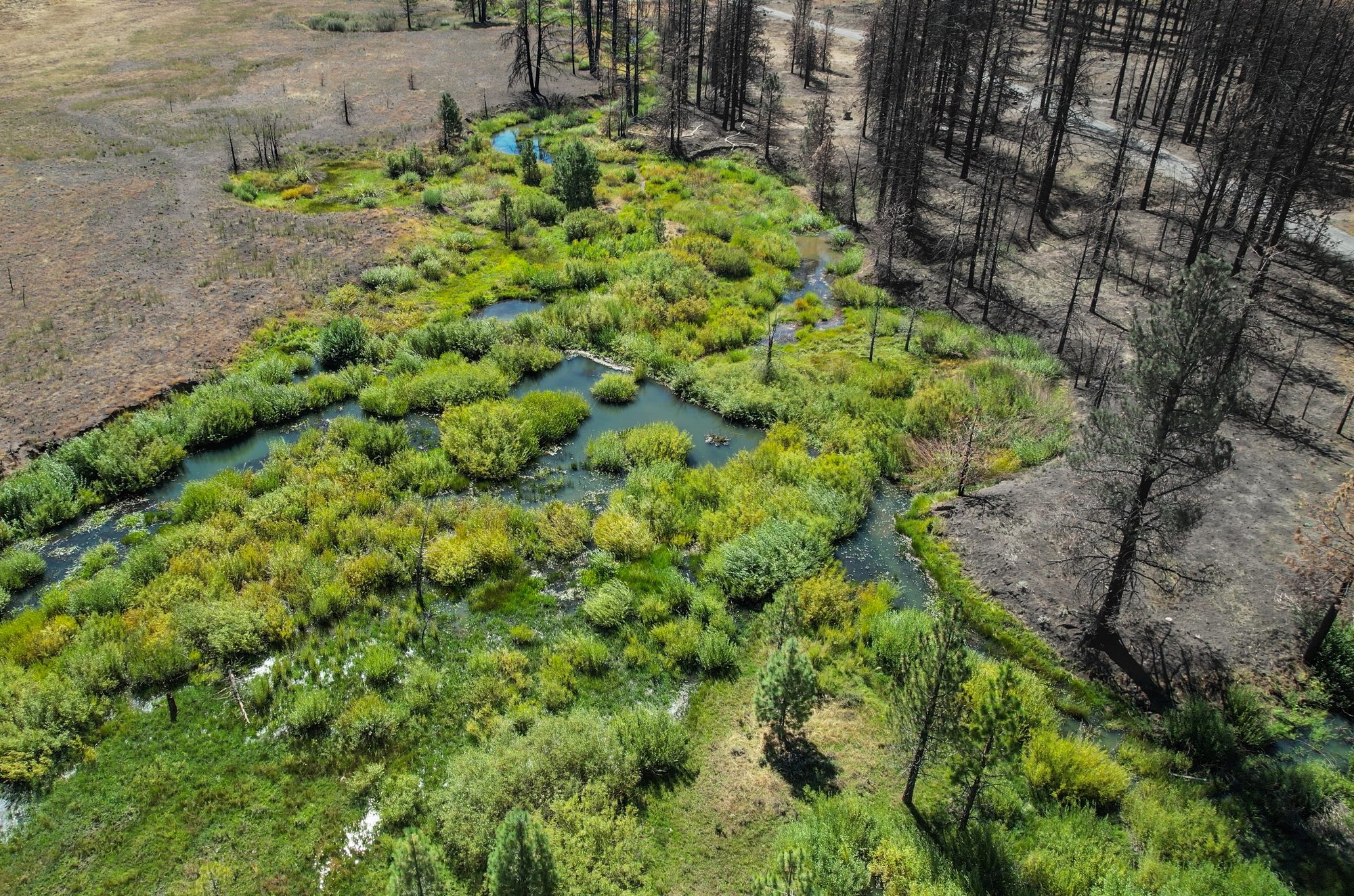 Aerial view of a green beaver wetland