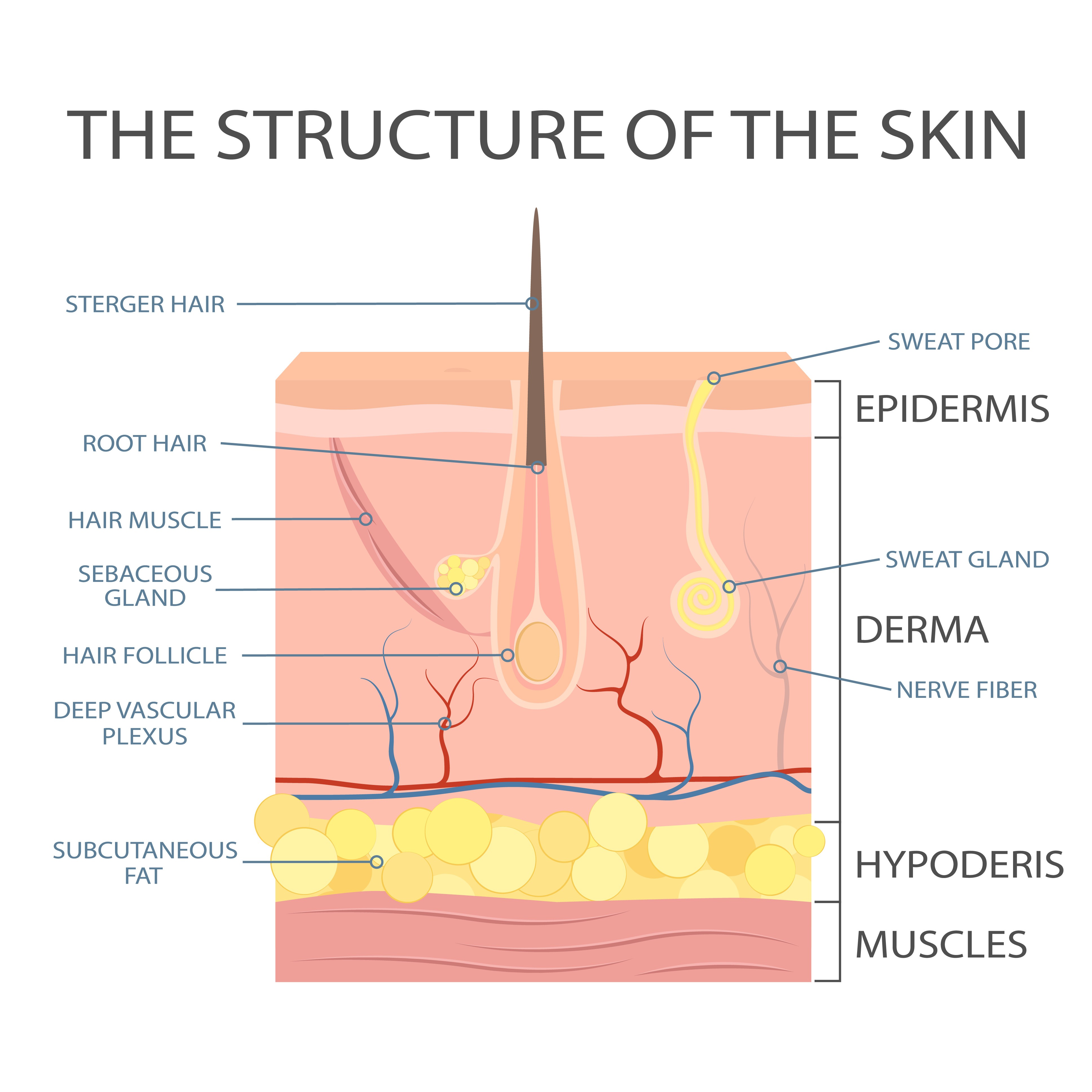 structure of the skin