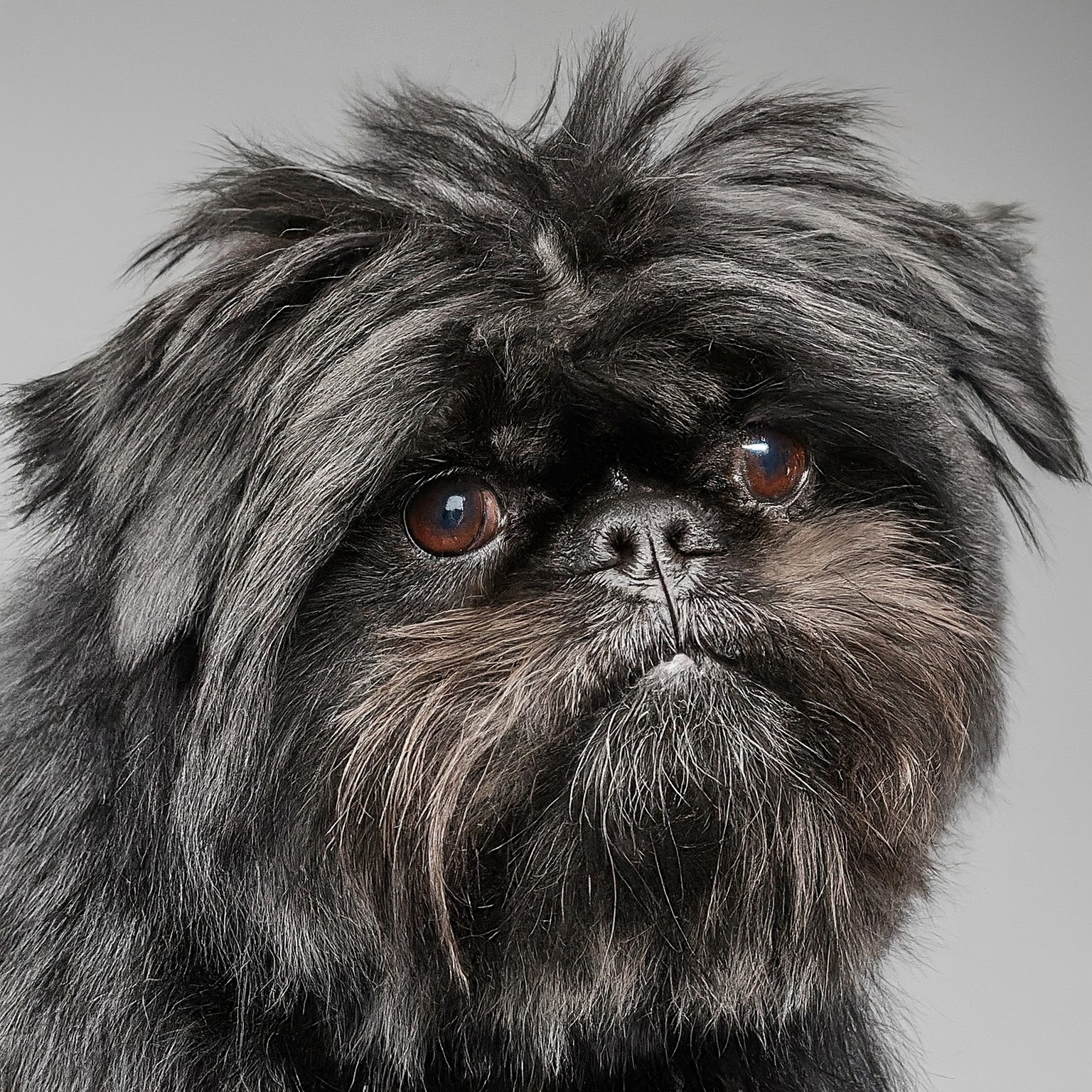 BUDDYUNO, Affenpinscher