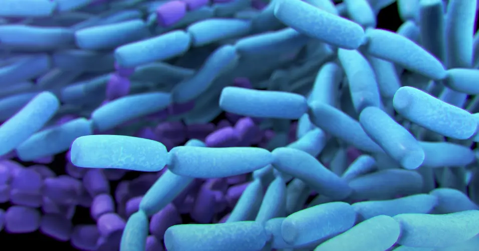 Prebiotics are fibers that feed beneficial gut bacteria for digestive health.