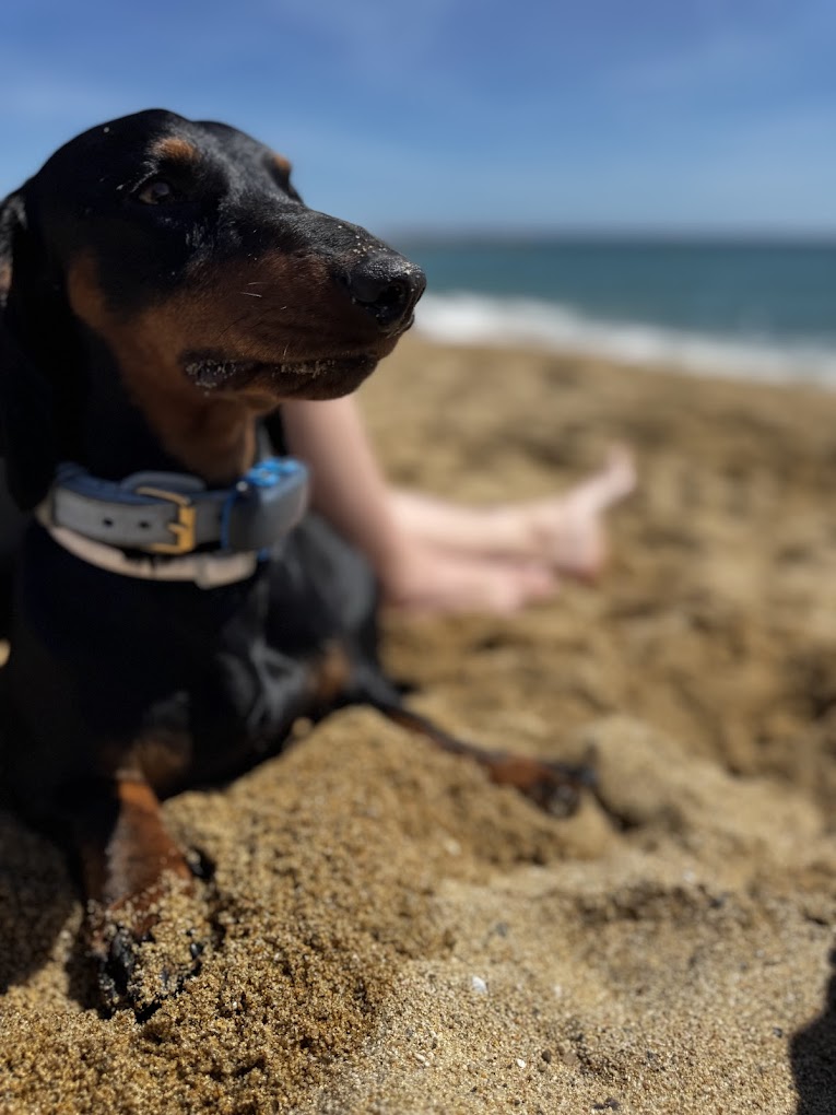 dog beach