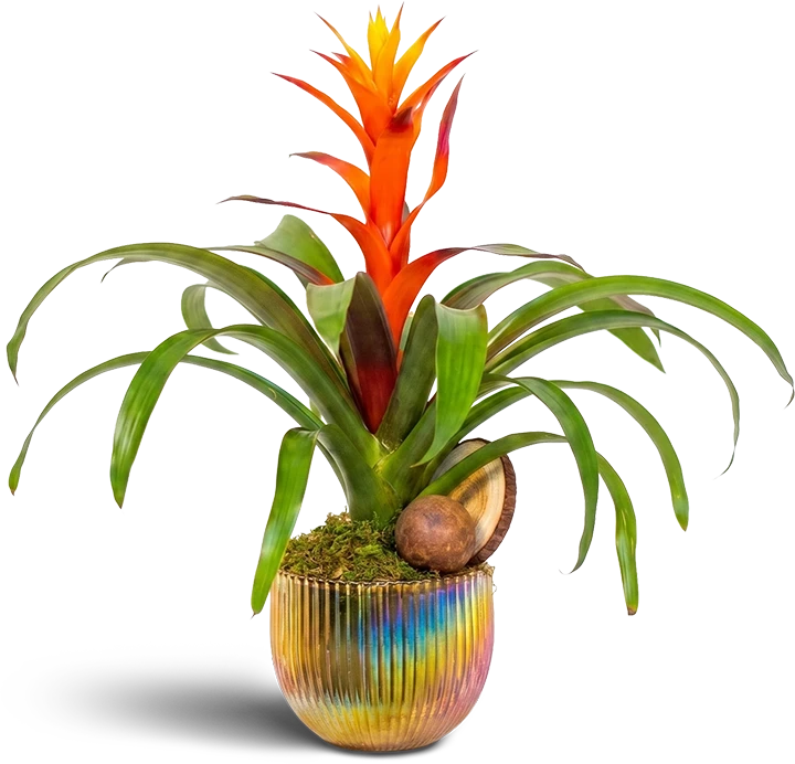 A vibrant tropical Bromeliad plant with a striking bright red and yellow bloom in a decorative metallic planter.