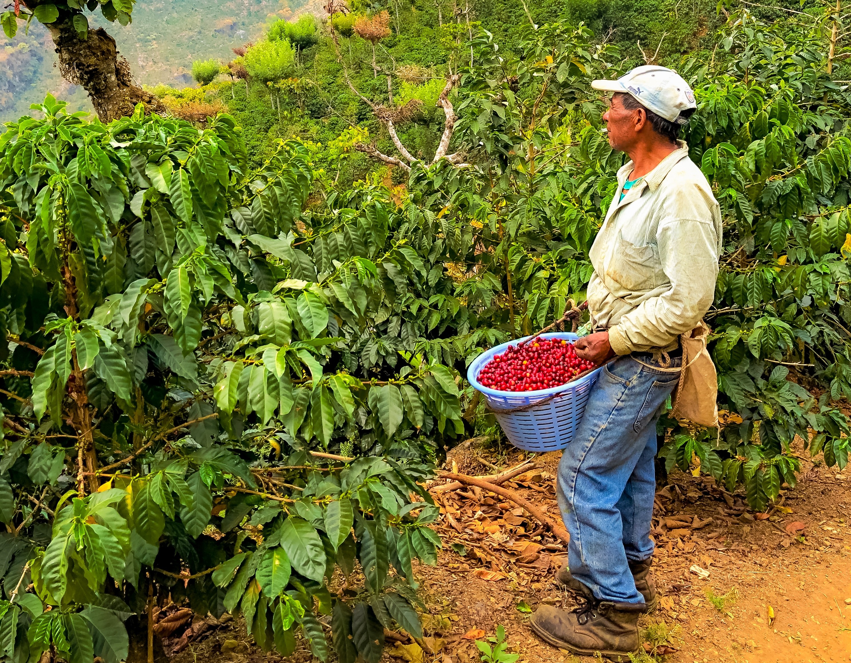 El Injerto - Las Milpa