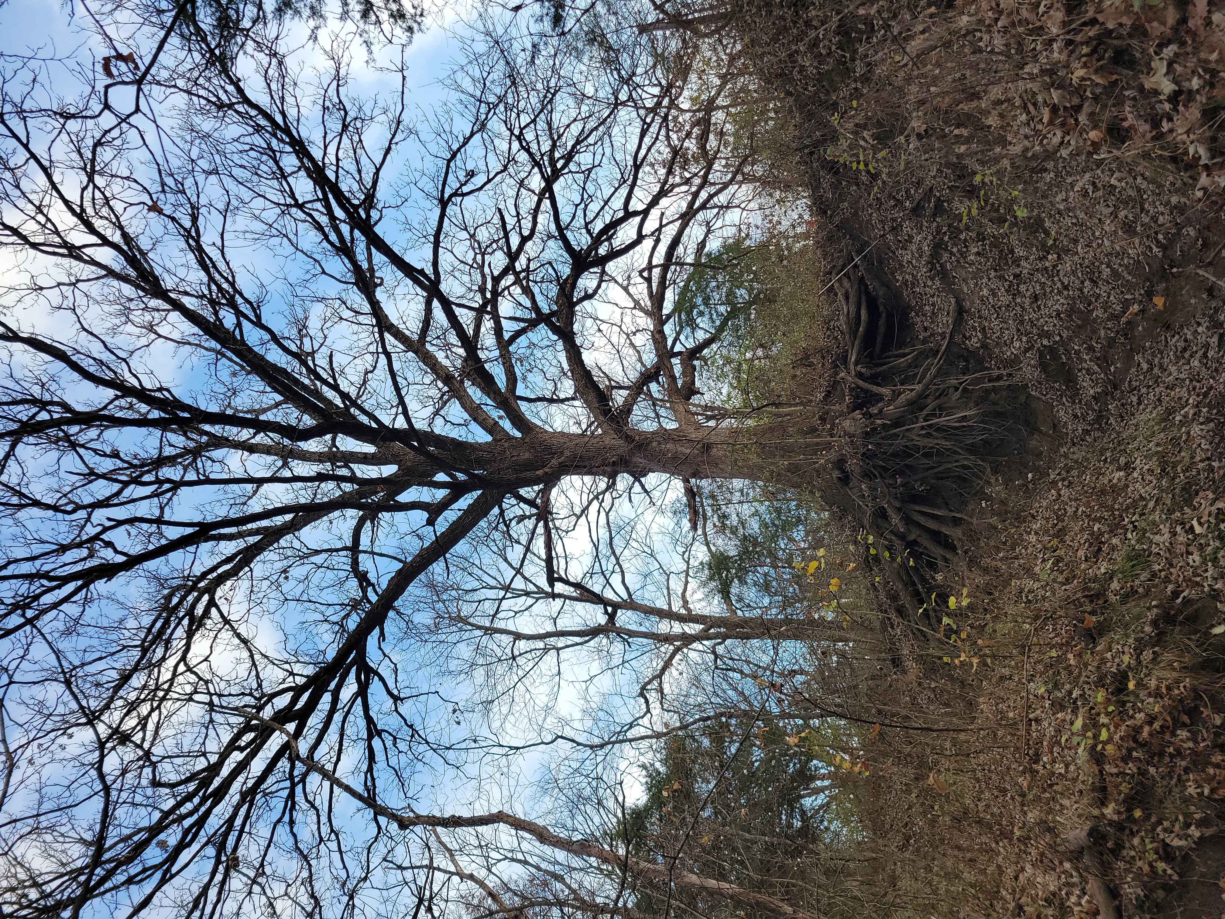 Group of students processing acorns together during a foraging class, representing shared learning and scholarship.