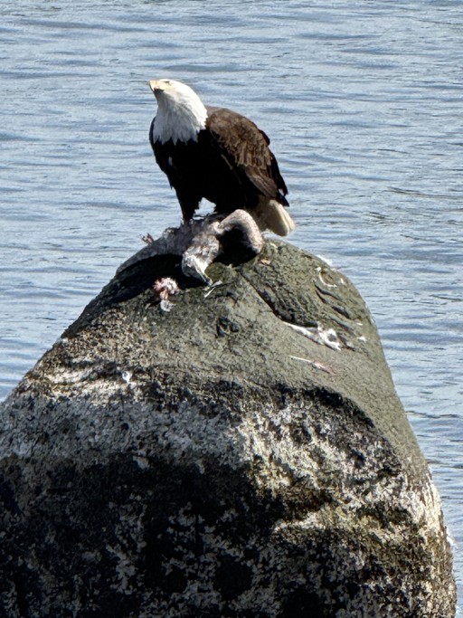 Margot about section