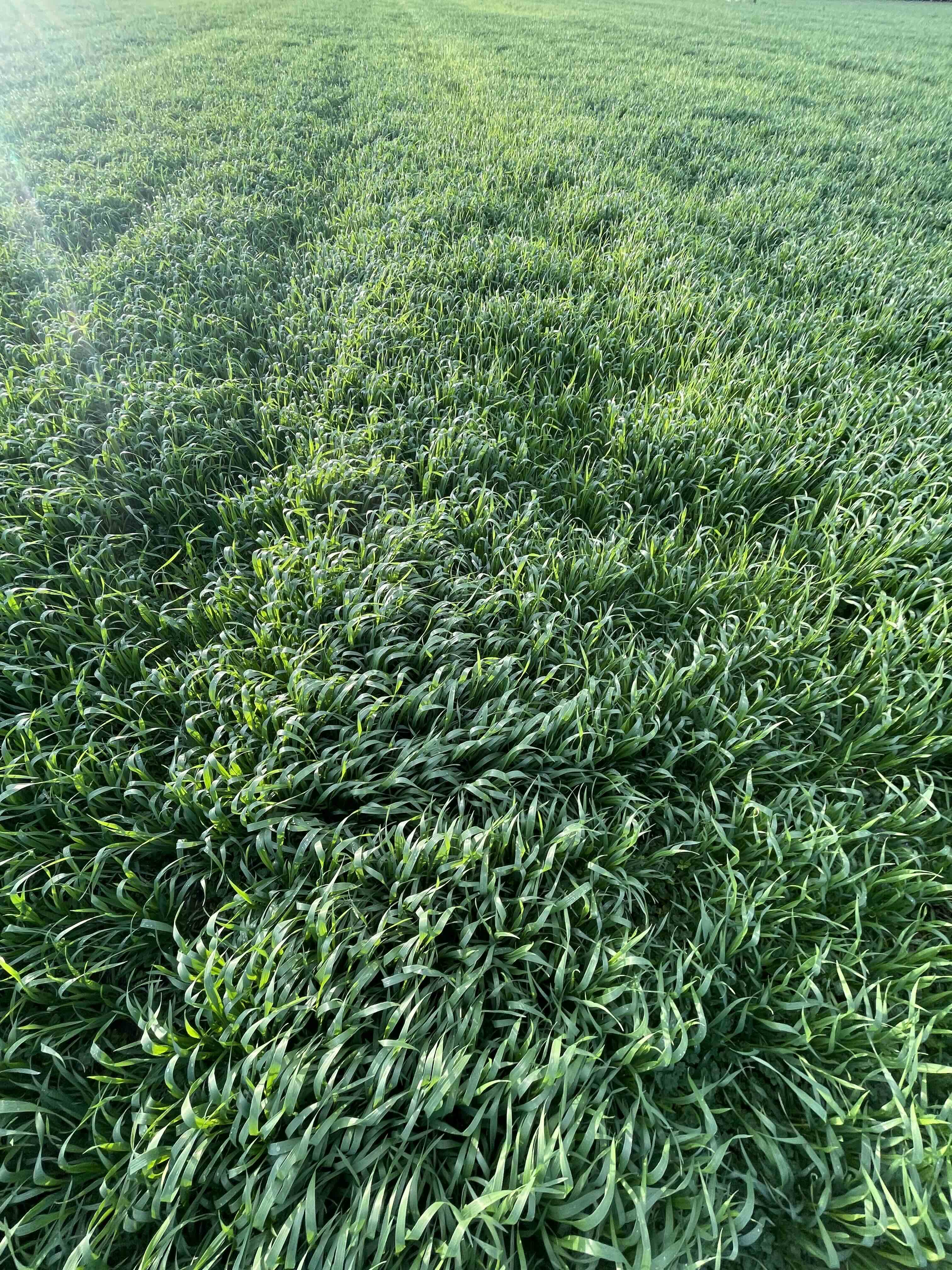 Flour bagging process