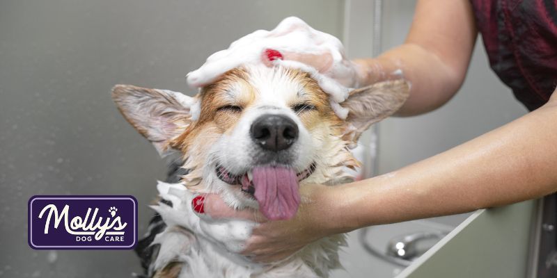 Molly's Dog Care Dog Grooming Service
