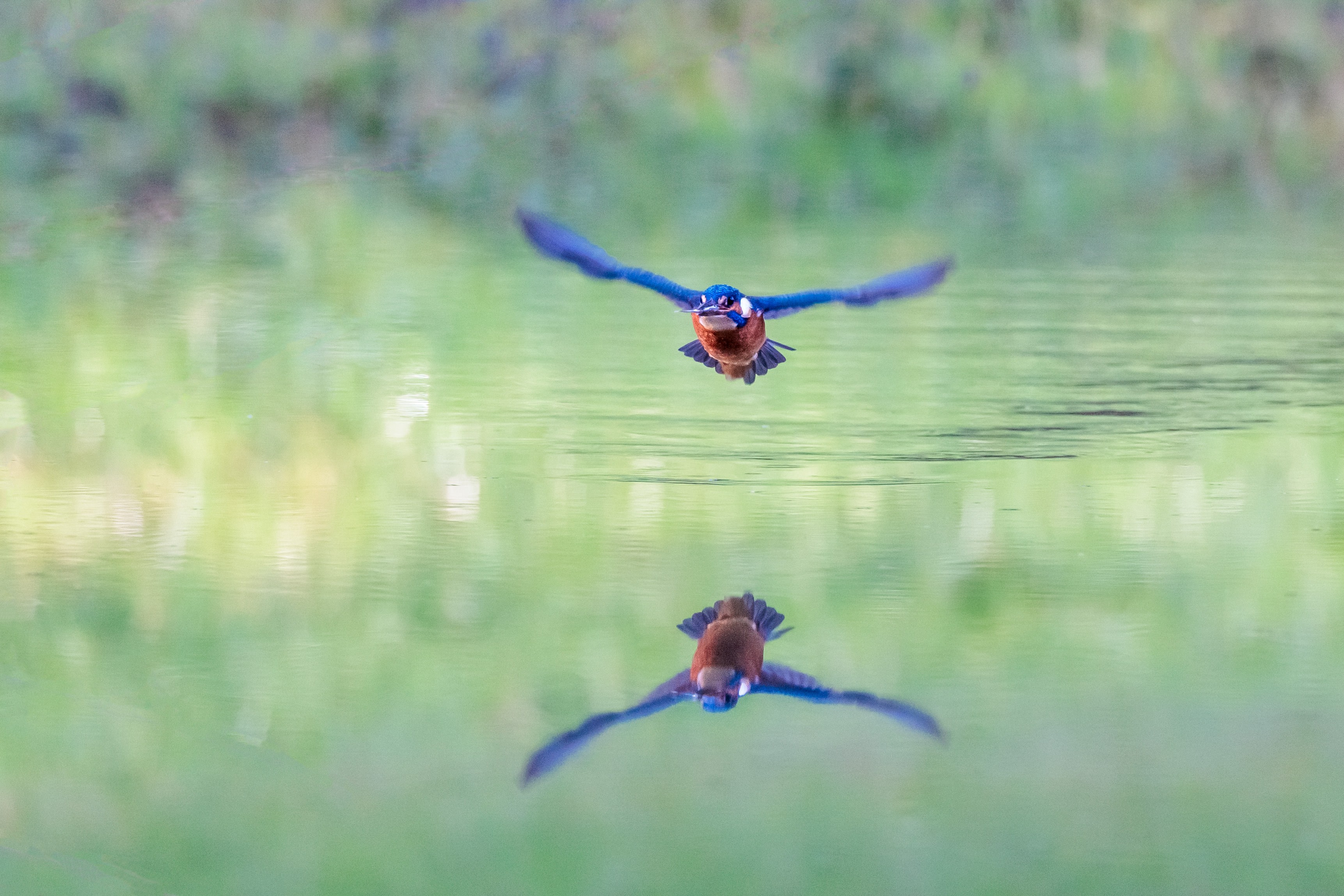 A kingfisher in flight with its reflection on the water