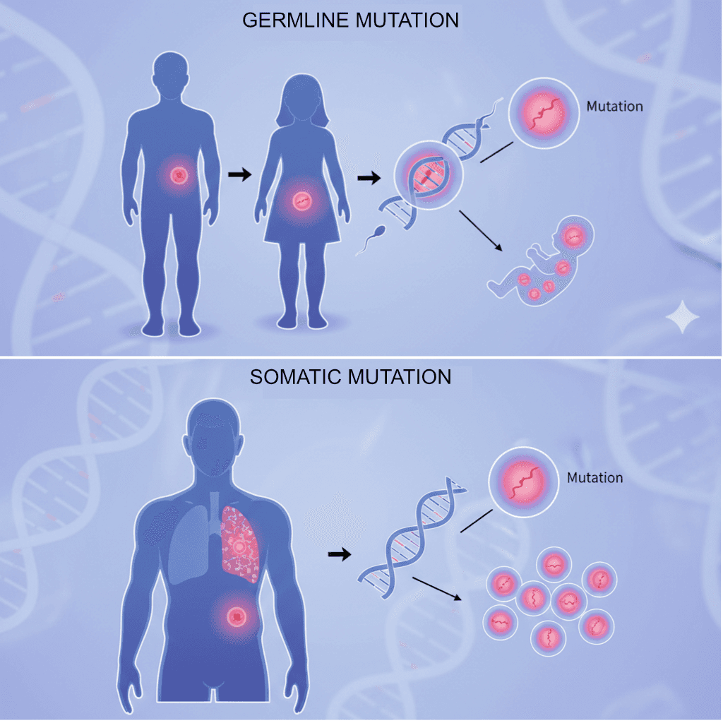Germline somatic mutations