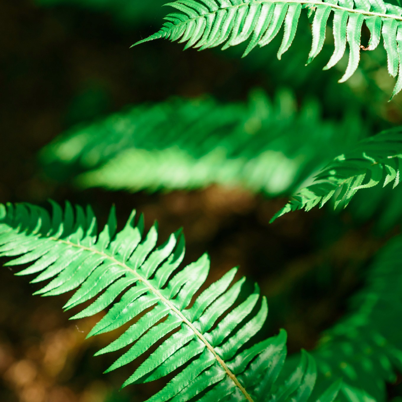 Advertising photography of ferns near Camas WA