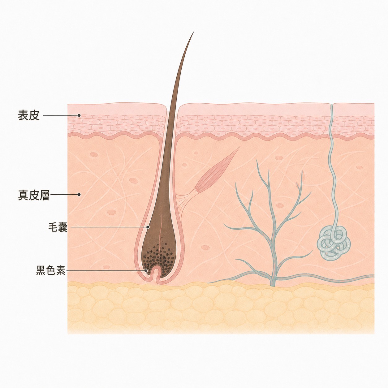表皮與真皮中的毛囊，以及黑色素聚集的毛囊根部