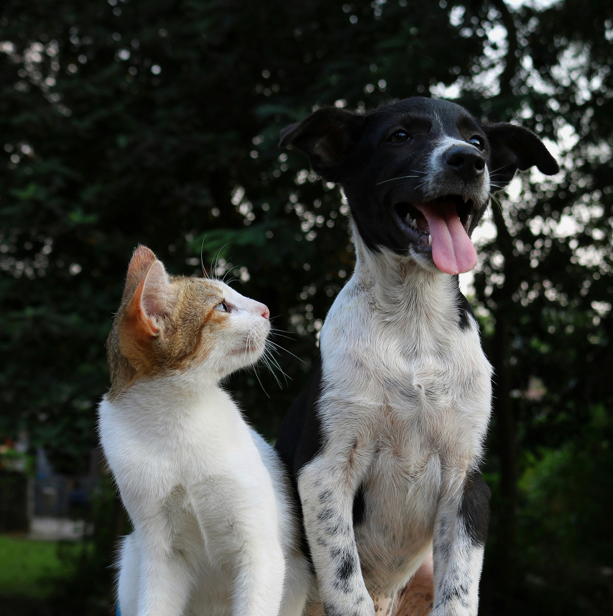 White and orange cat sitting next to a happy black and white dog, with greenery in the background