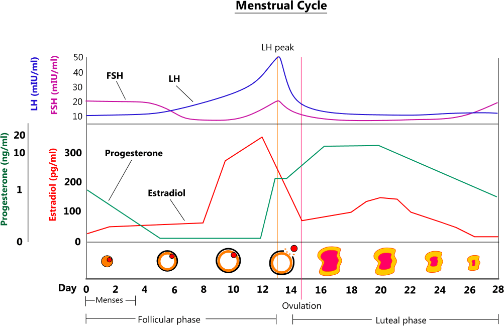 illustration of the female menstrual cycle
