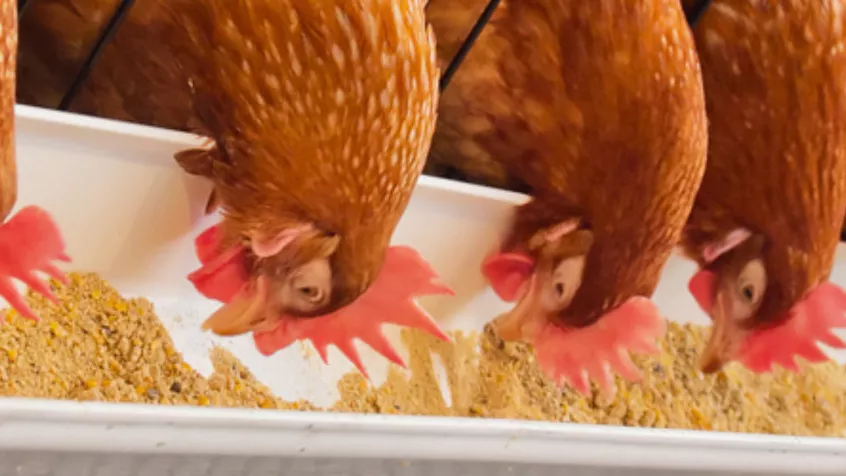 Laying Hens