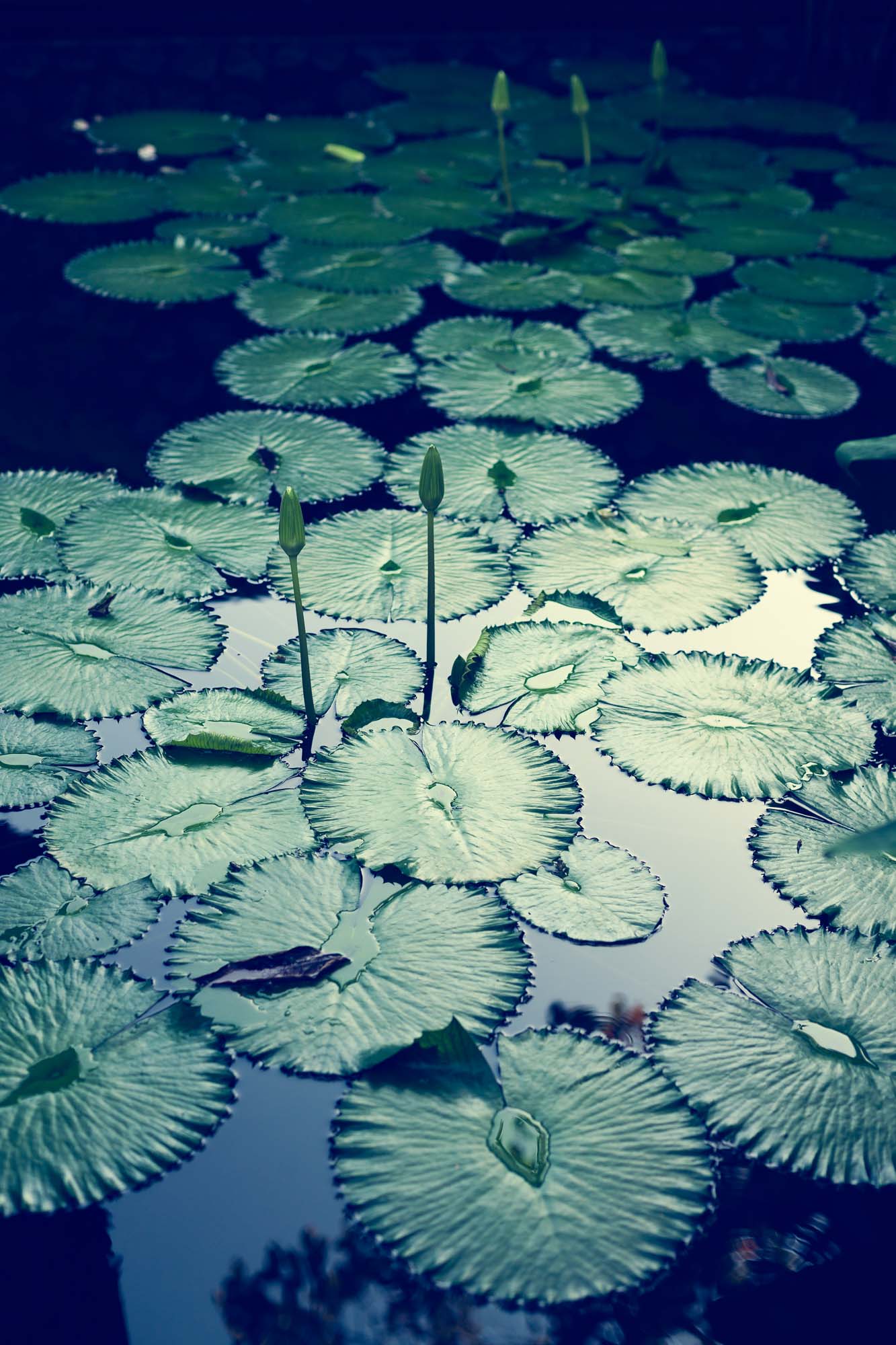 Lily's in Trisara Resort in Phuket