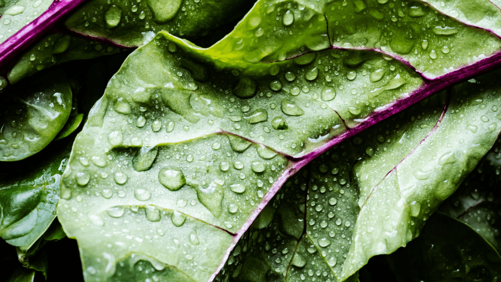 Salat Knackfrisch Stimmugsbild