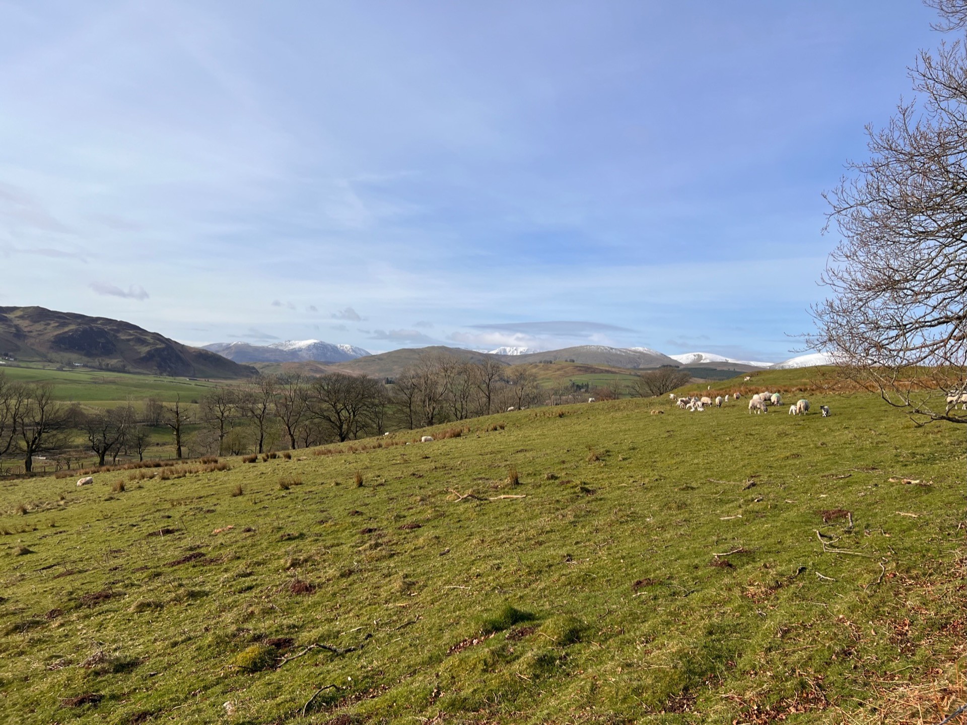 A few sheep graze the open green hills with mountains in the distance.