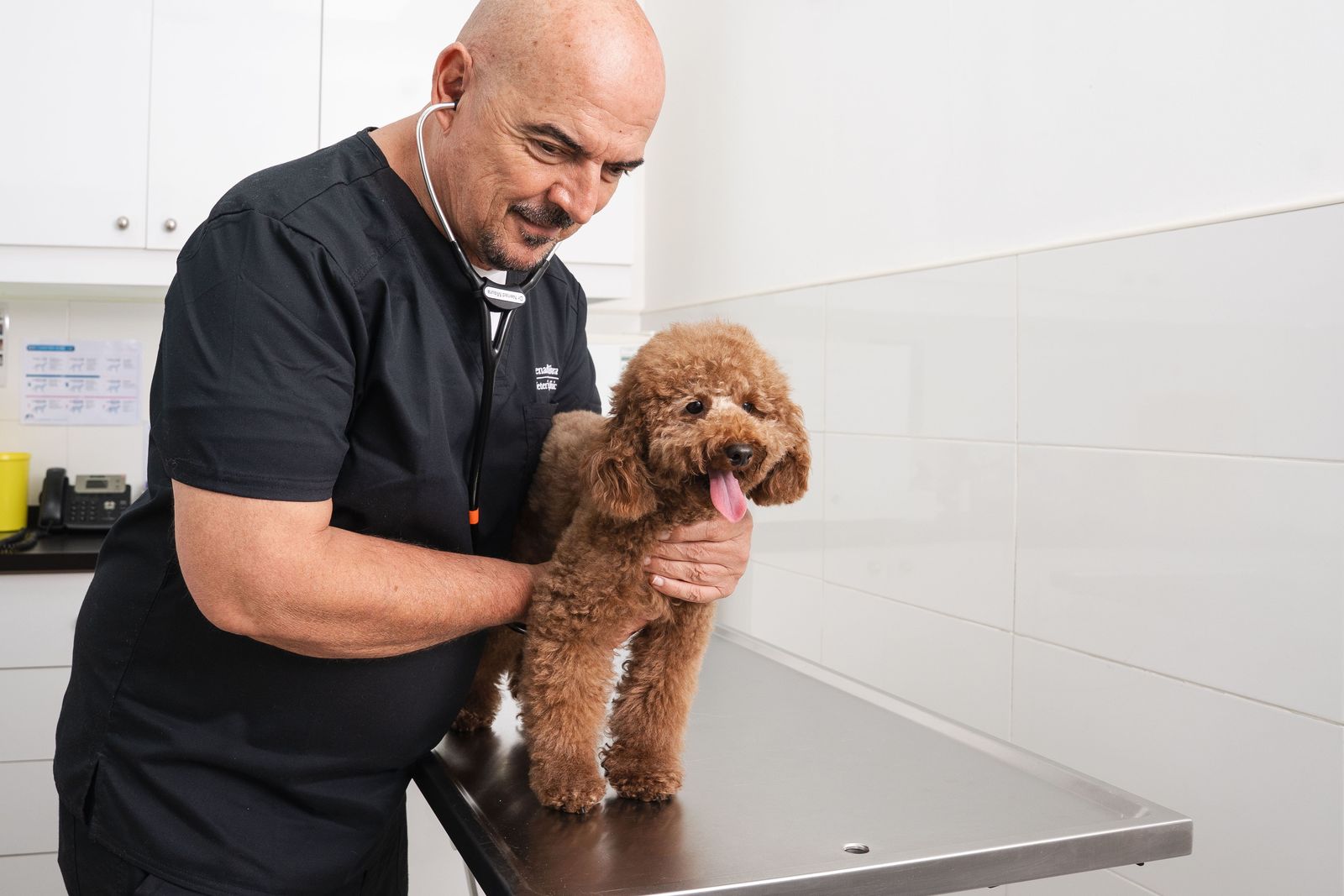 A veterinarian holds a brown dog during a checkup for car sickness. 