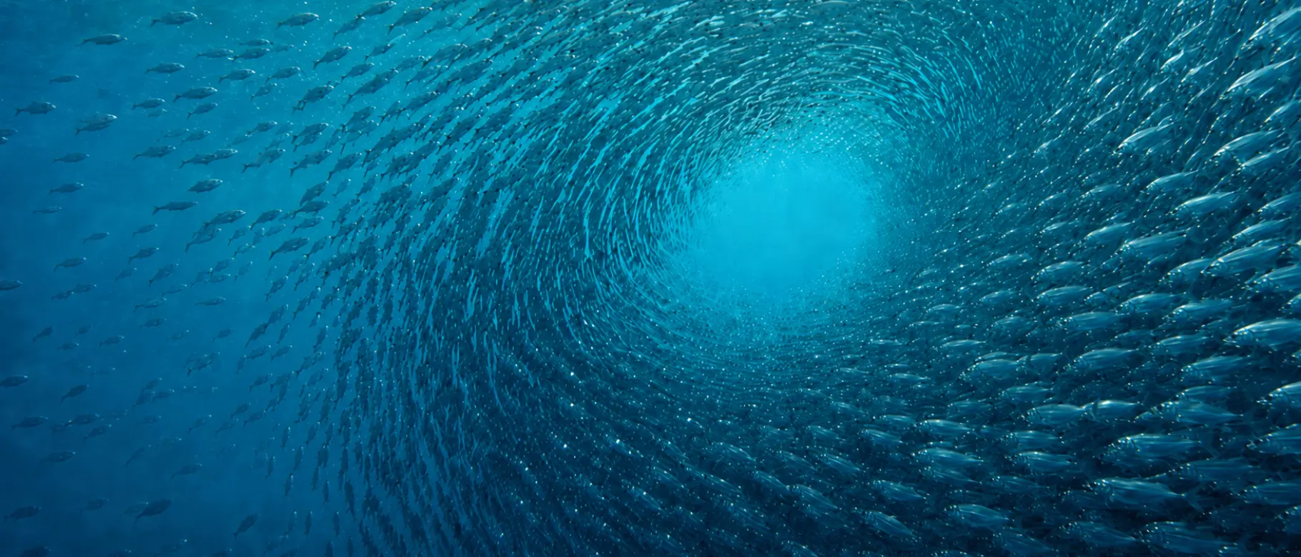 Unter CERTANIA Sustainability bündeln DFGE, natureOffice und Terra Institute ihre Kompetenzen für gemeinsame Kundenprojekte – von belastbaren ESG- und CO₂-Daten über Strategie und Klimaschutz bis zur organisatorischen Transformation. Angezeigt wird ein Fischschwarm.