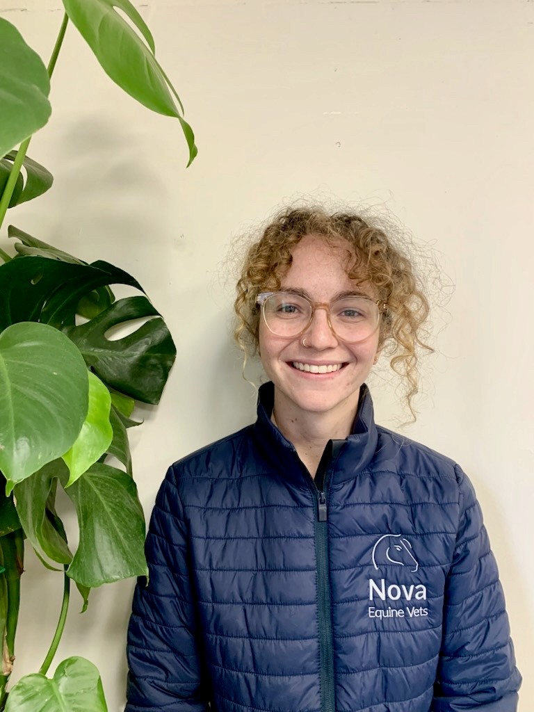 brown horse eating grass during cloudy sky