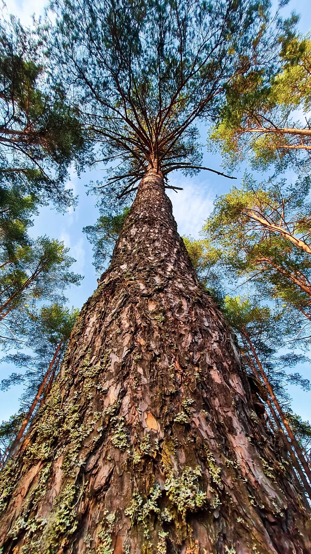 Forest Trees