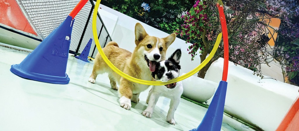 Doggy day care , what makes us special