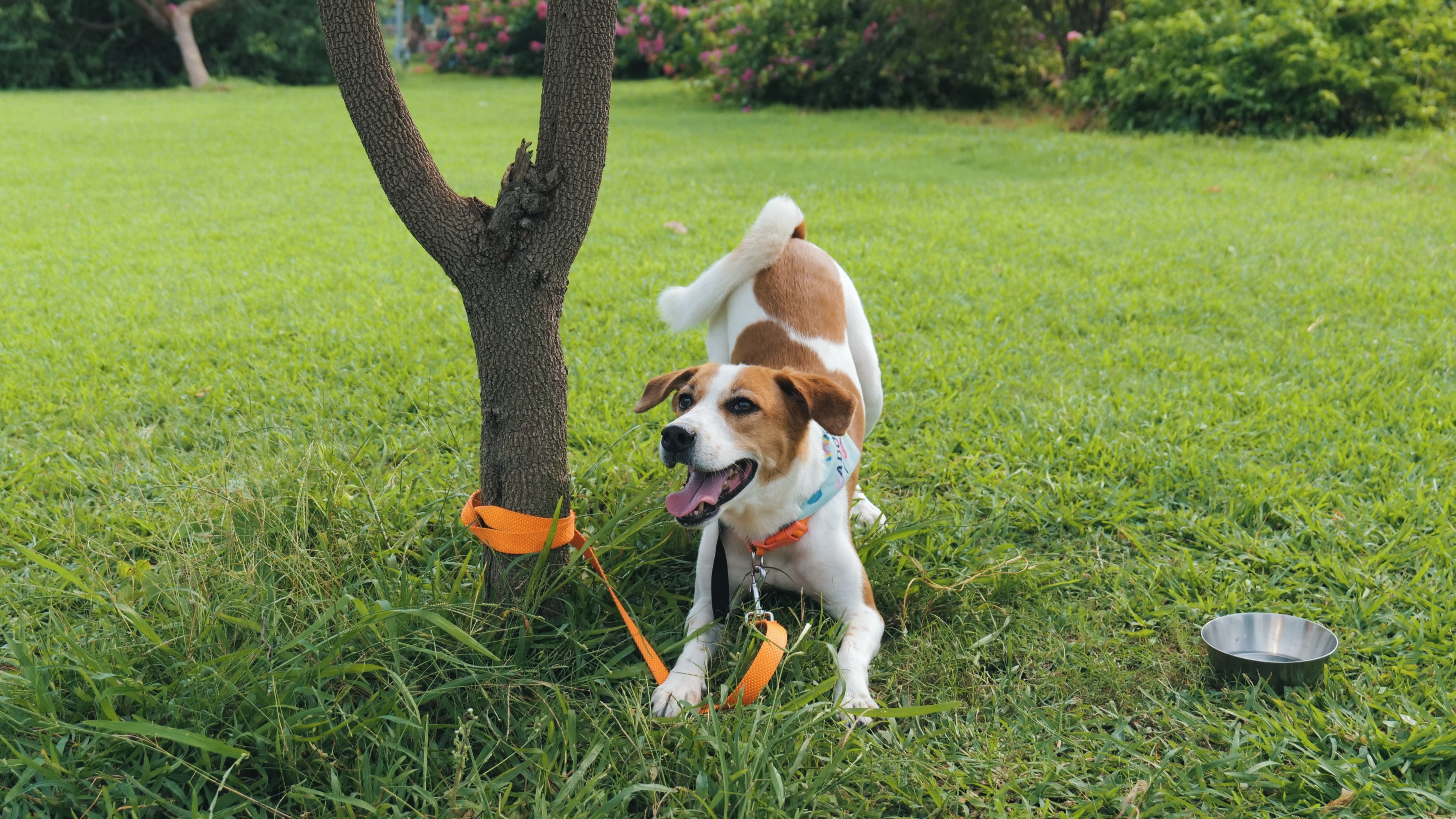An Indian Pariah dog, predominantly white with large brown patches, in a playful stance near a tree at Sunder Nursery, an ecological park.