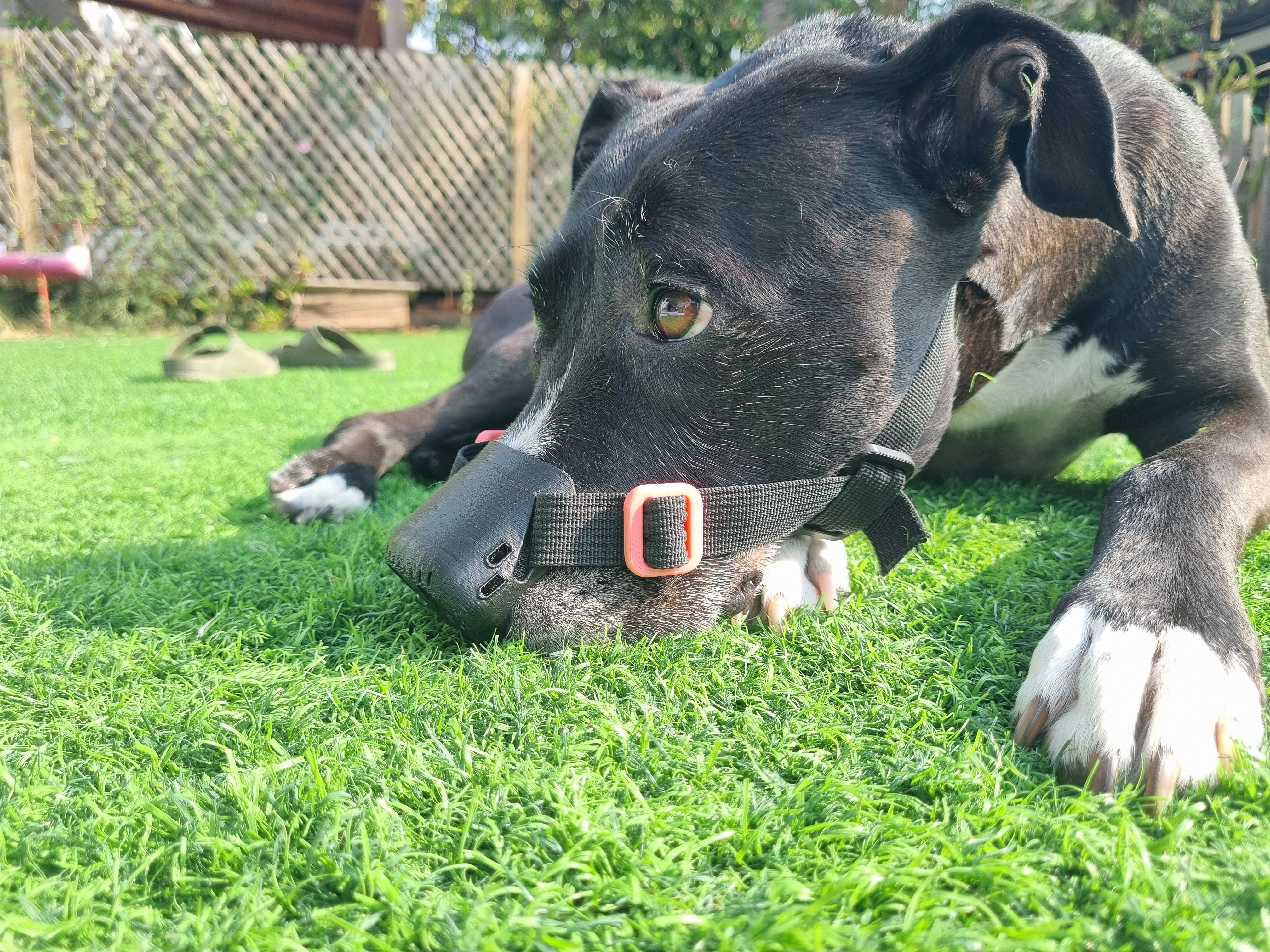 Billie the pitbull with healed nose after using SnoutCover for DLE treatment